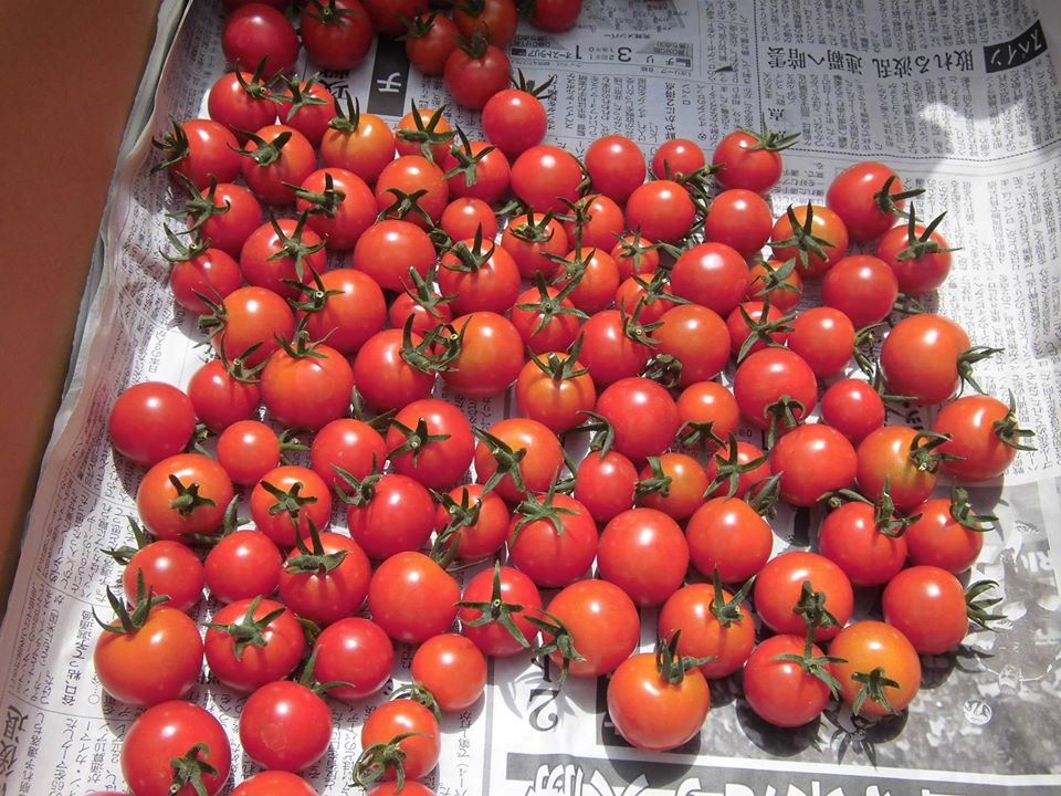 農園芸班ートマト